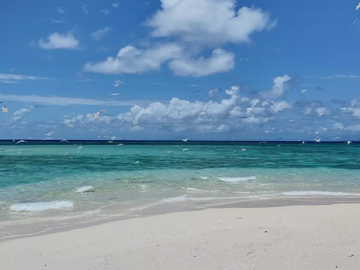 Visit coral cay great barrier reef from Port Douglas