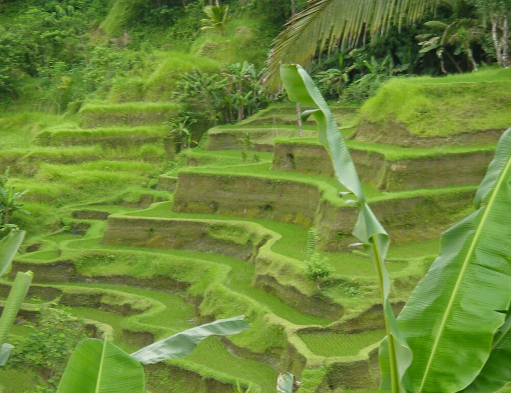 Beautiful rice terraces in Bali