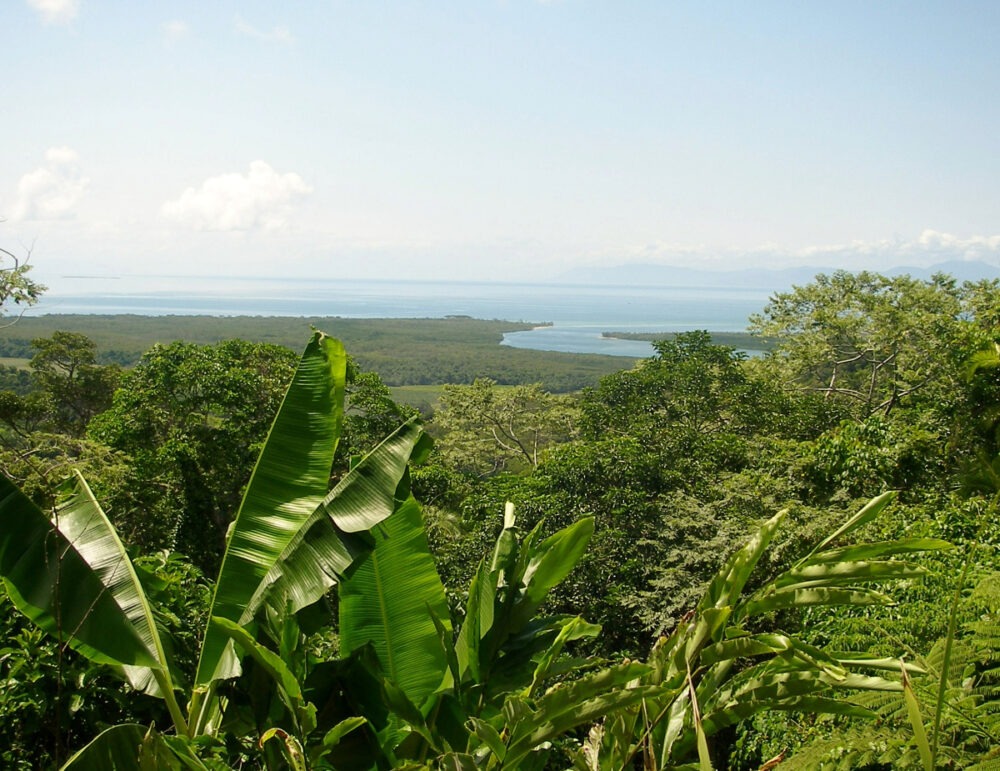 Daintree National Park View