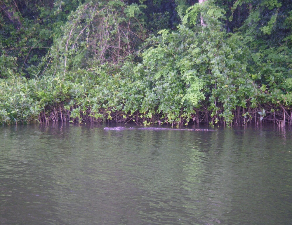 Daintree River Cruise crocodile