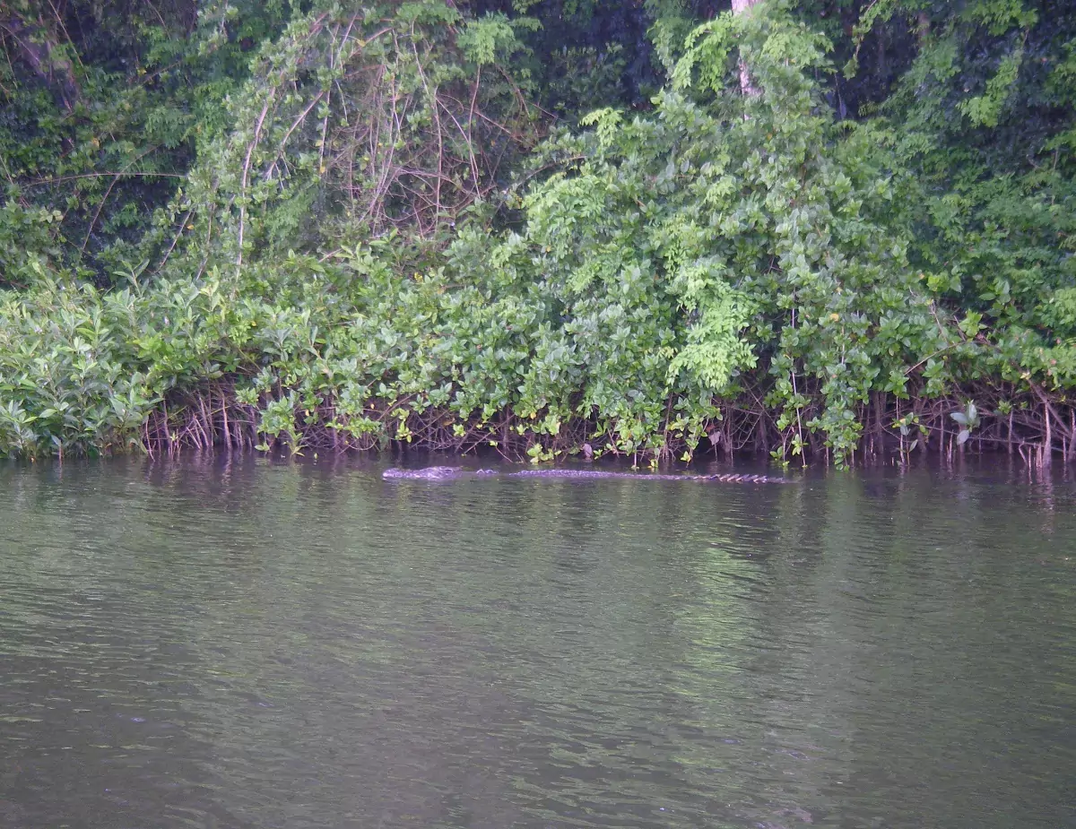 Daintree River crocodile