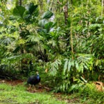 A cassowary by the side of the road in the Daintree Rainforest