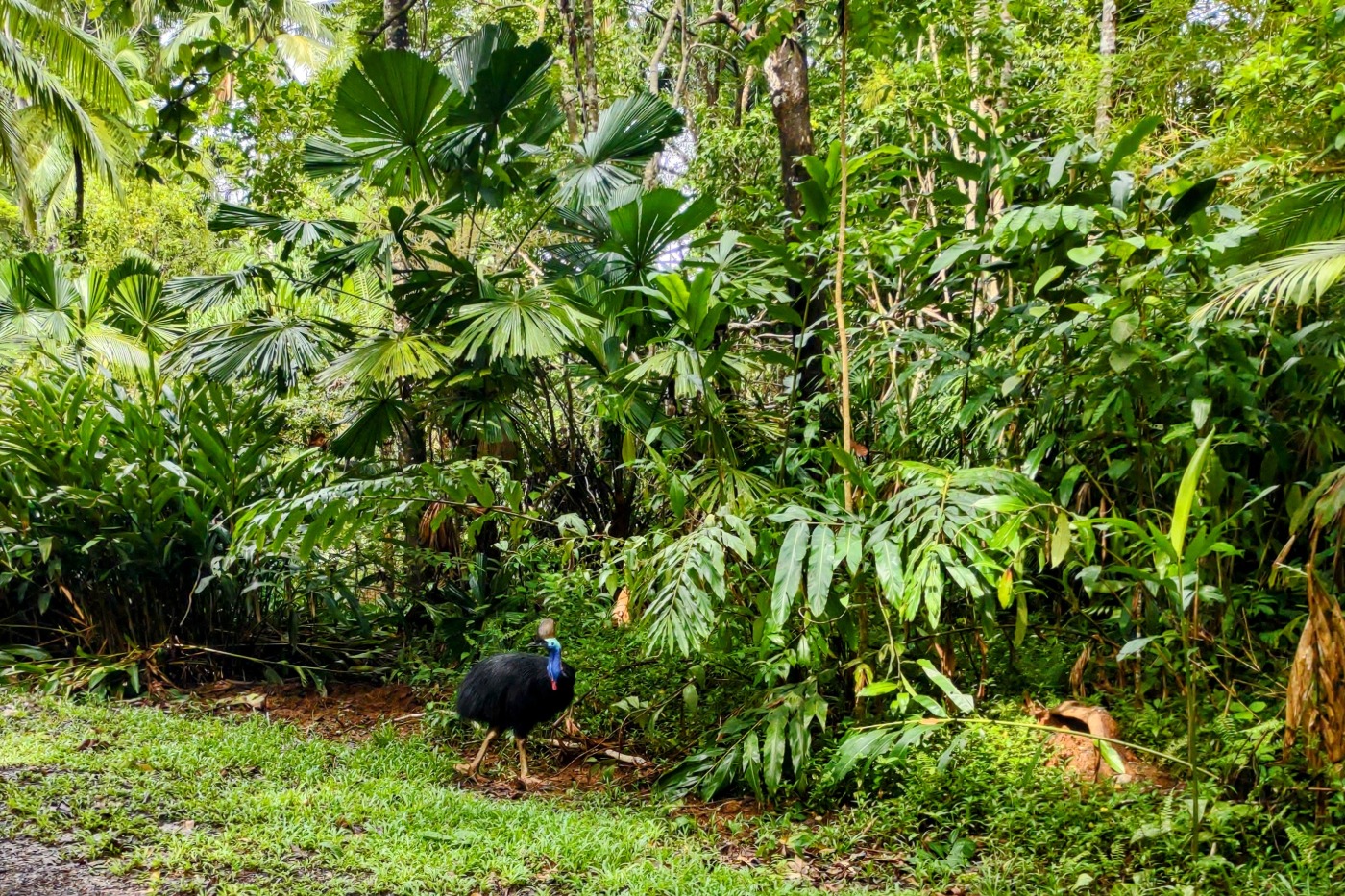 A cassowary by the side of the road in the Daintree Rainforest