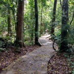 Daintree NP Australia