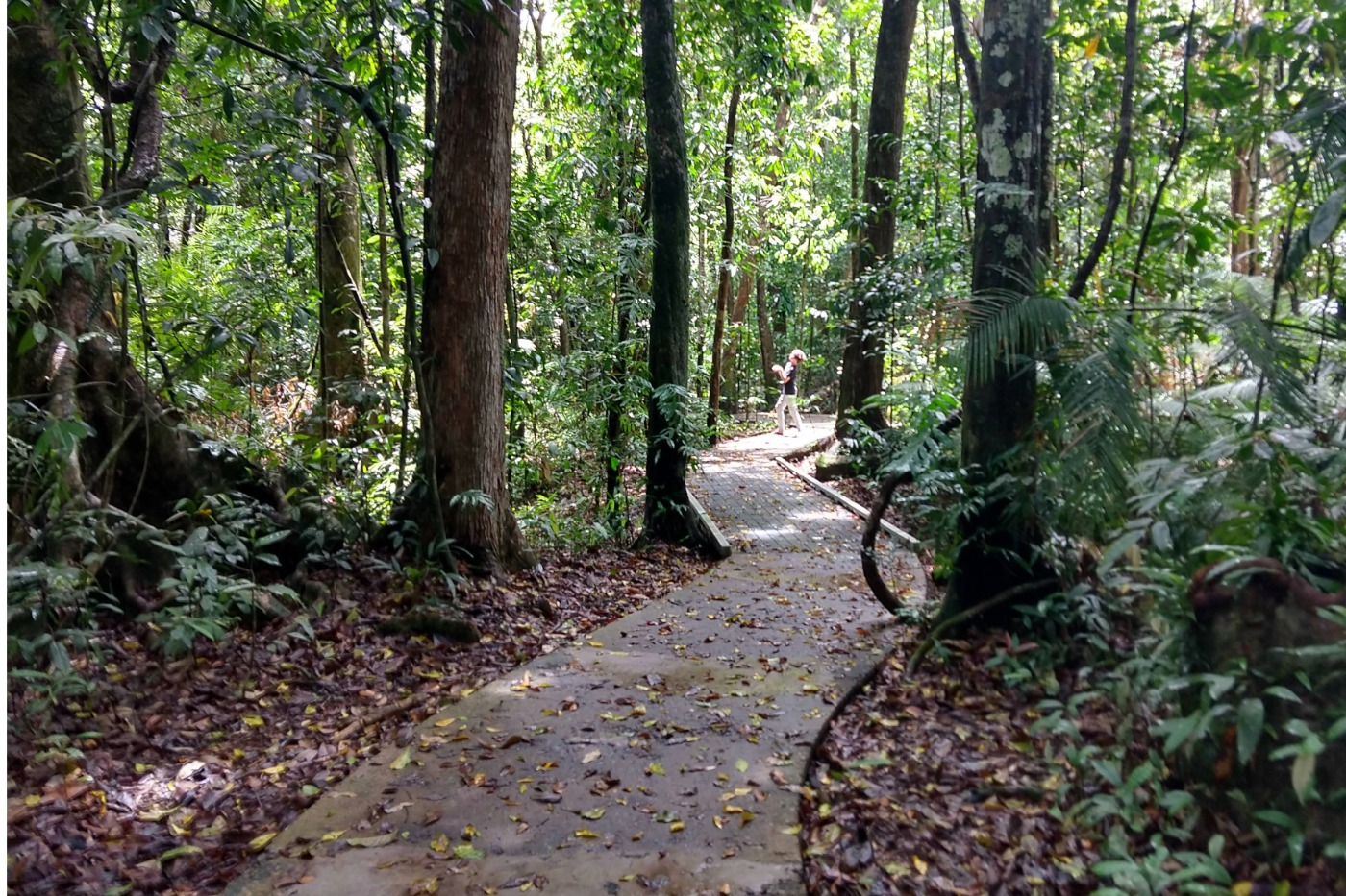 Daintree NP Australia