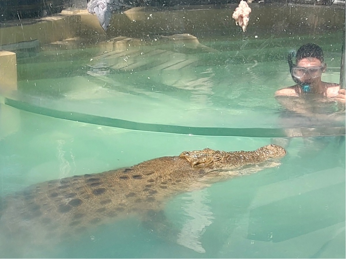 swim with crocodiles