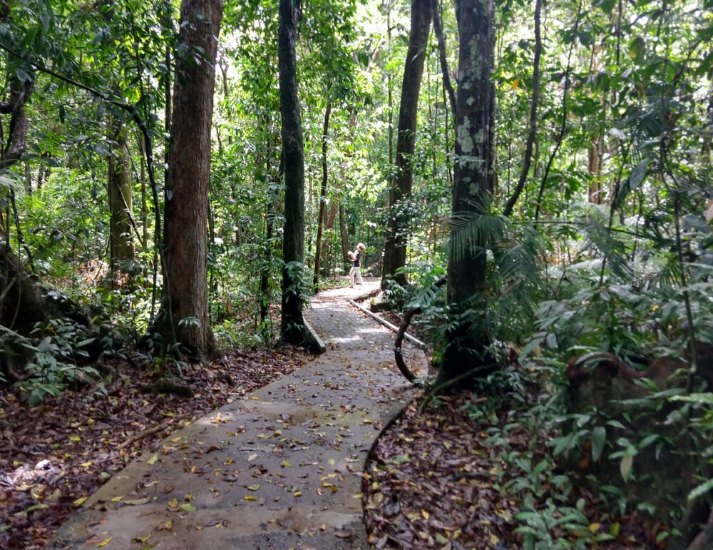 Walking trail Daintree rainforest