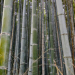 Arashiyama bamboo grove from Kyoto