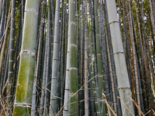 Arashiyama bamboo grove from Kyoto
