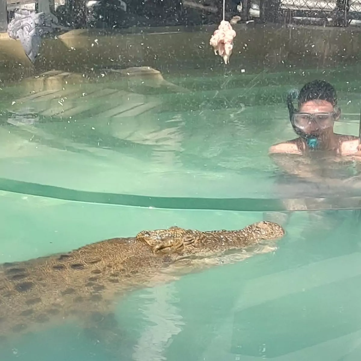 Swim with crocodile Port Douglas photos