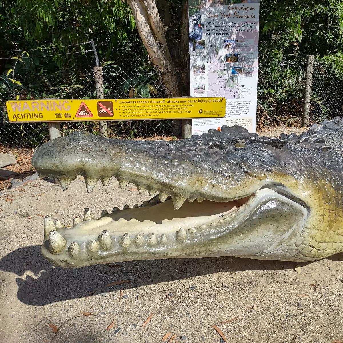 Port Douglas Dangerous Wildlife Crocodile Photo
