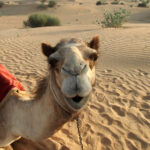 Camels Dubai riding