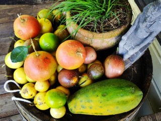 Gardening in the tropics fruit harvest
