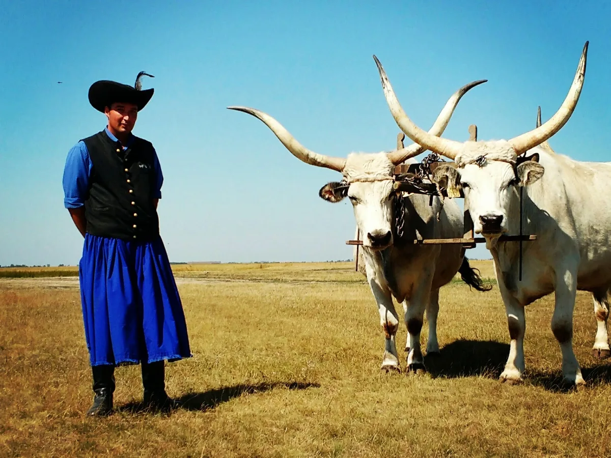 Hortobagy horseman and cattle