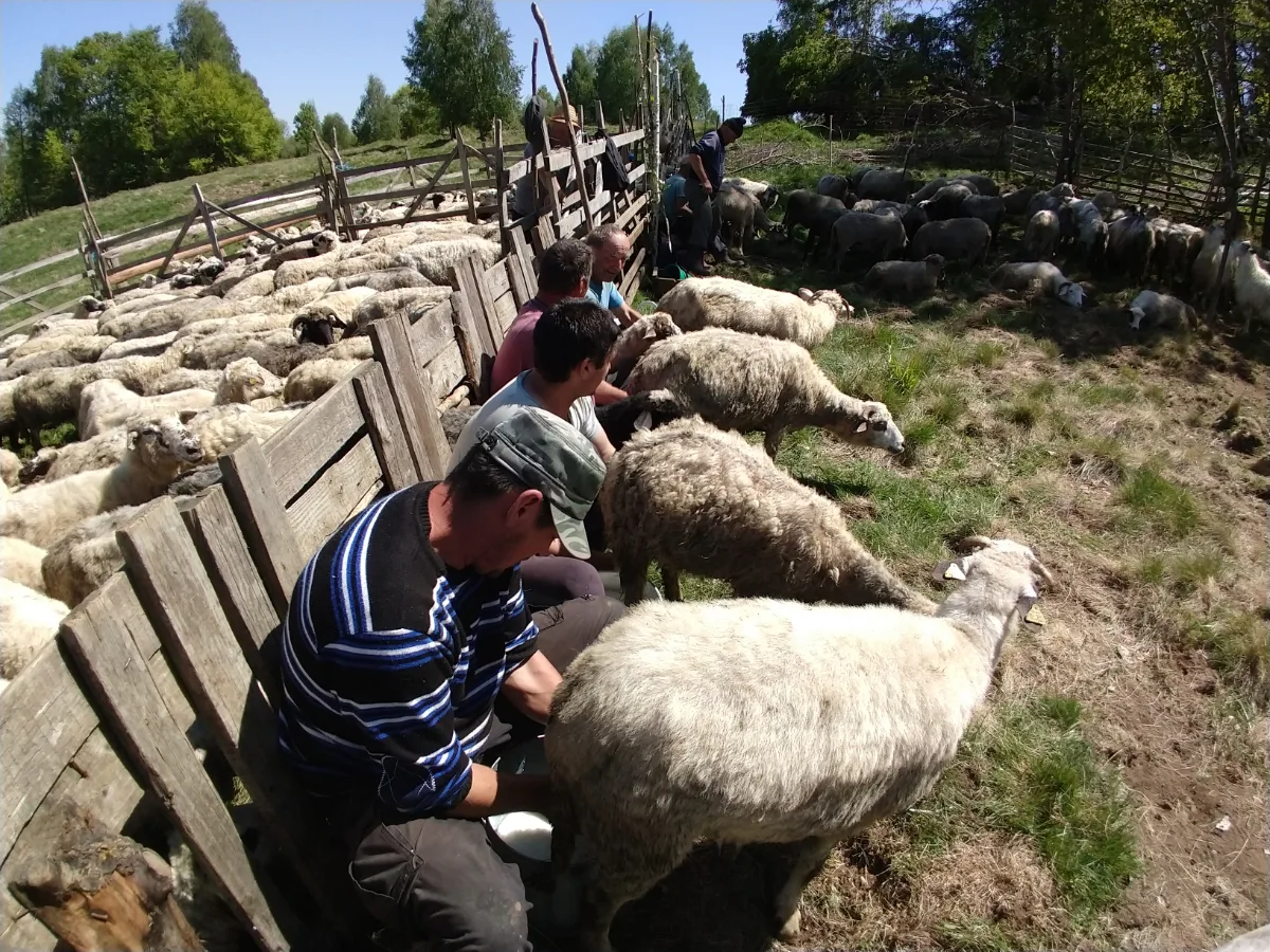 Milking sheep by hand Romania