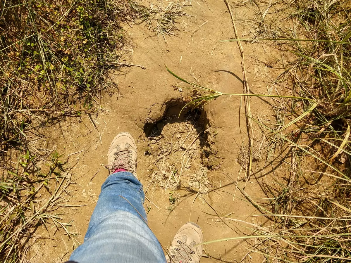 Chitwan Nepal rhino tracks