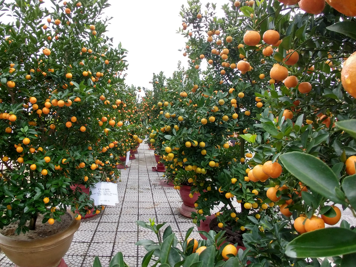kumquat festival trees