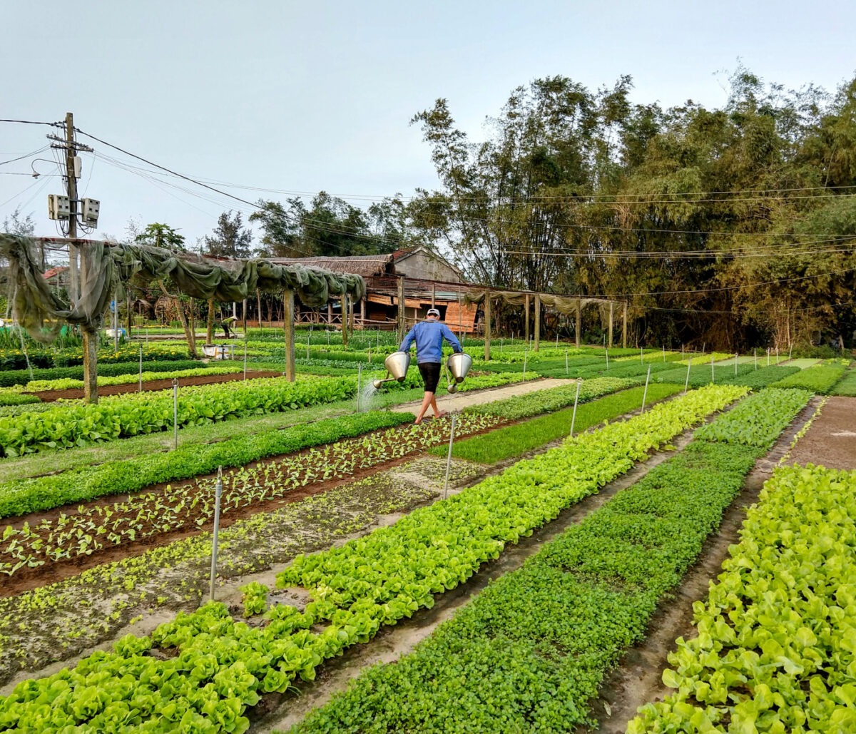 gardening in Vietnam