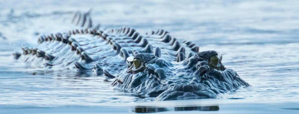 cairns dangerous salt water crocodiles