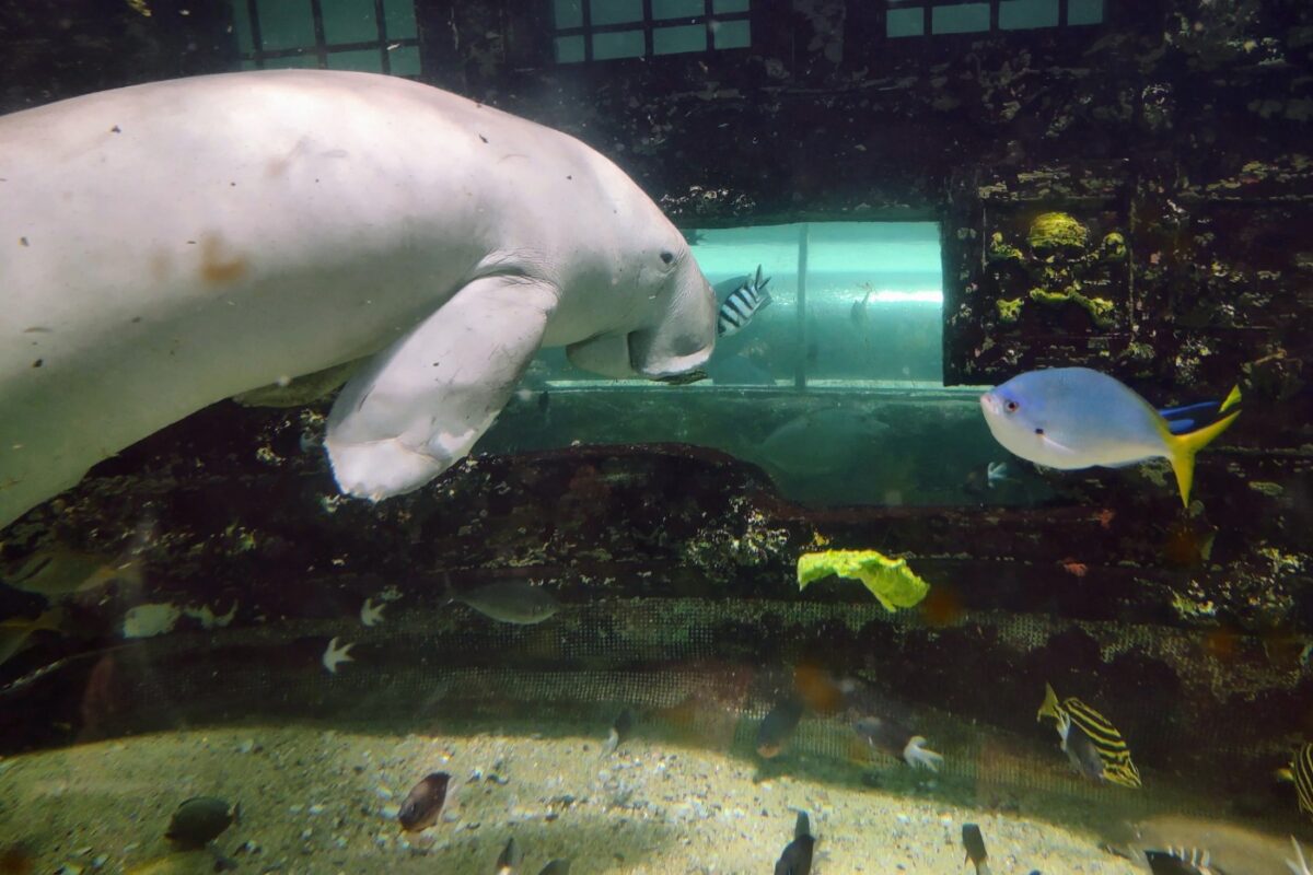 Sydney Aquarium with kids