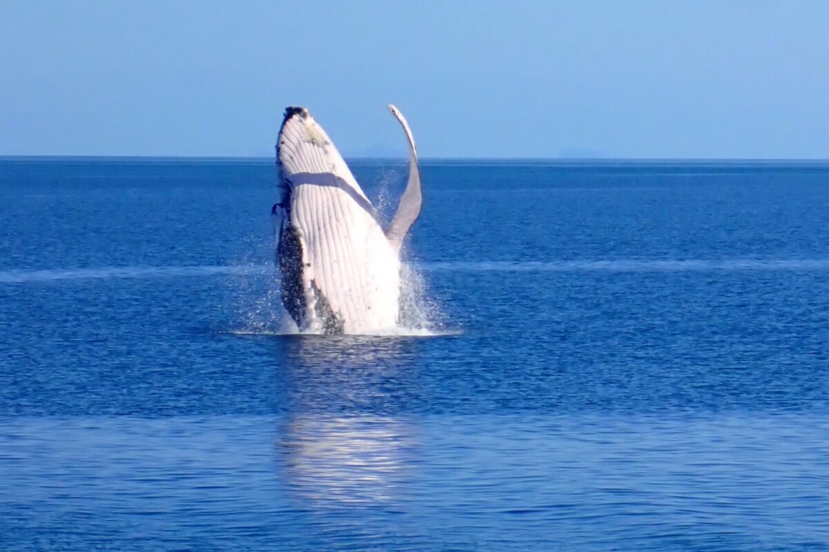Sydney with kids whale watching